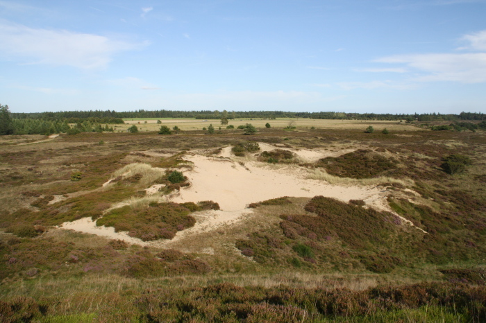 hede1